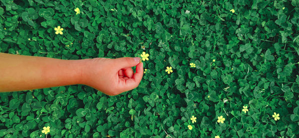 Midsection of woman hand on flowering plants