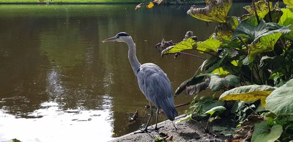 High angle view of gray heron on lake