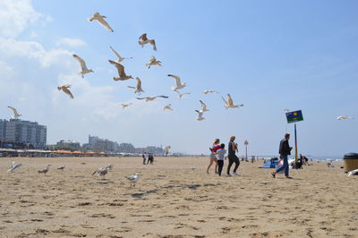 Seagulls flying over beach