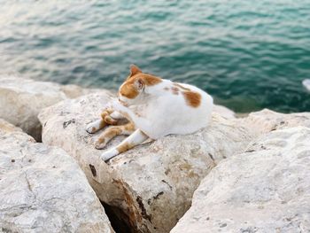 Cat sitting on rock by sea