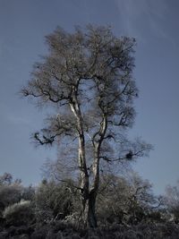 Low angle view of tree against sky