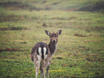 Portrait of deer standing on field