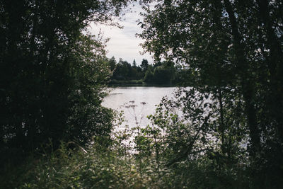 Scenic view of lake against trees in forest