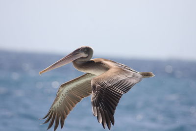 Bird flying against sky