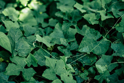 Full frame shot of fresh green leaves