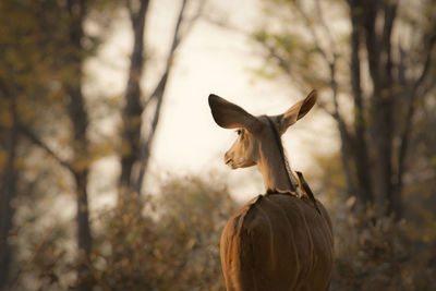 Rear view of horse on field