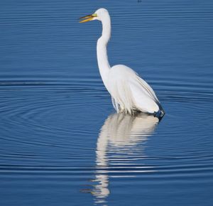 Crane perching amidst lake