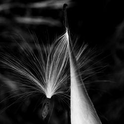 Close-up of feather at night