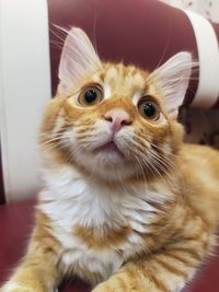 Close-up portrait of a cat at home