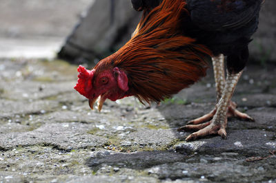 Close-up of rooster