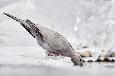 Close-up of seagull on snow