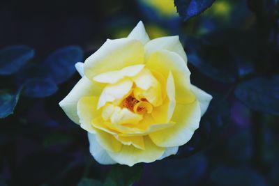 Close-up of yellow rose flower