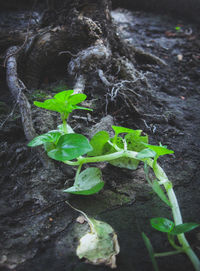 Close-up of fresh green plant