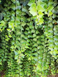 Full frame shot of ivy growing on tree