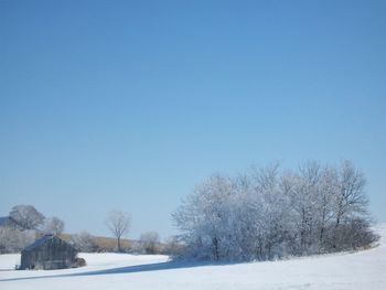 Trees on field against clear blue sky during winter