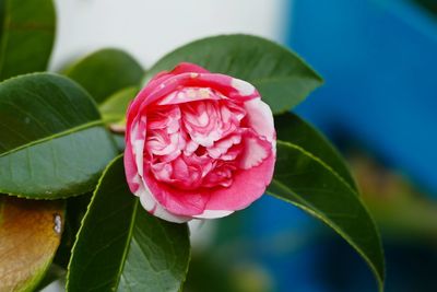 Close-up of pink rose