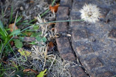 Close-up of plants growing on field