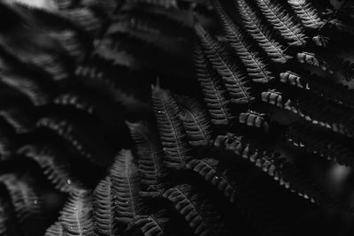 Close-up of fern