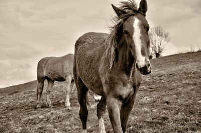 Horses on field