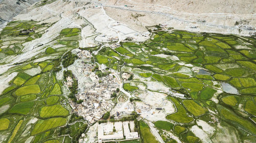 High angle view of plant on land