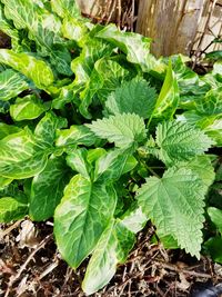 High angle view of fresh green plant in field
