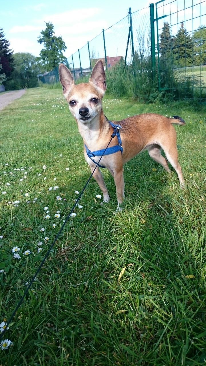 pets, domestic animals, dog, one animal, grass, animal themes, mammal, grassy, field, full length, green color, pet collar, portrait, looking at camera, growth, standing, nature, day, outdoors, sitting