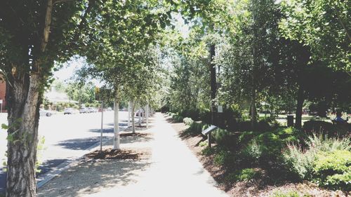 Scenic view of canal amidst trees in park