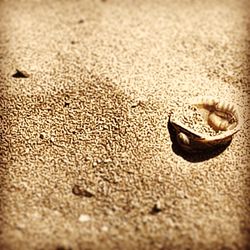 High angle view of shells on sand