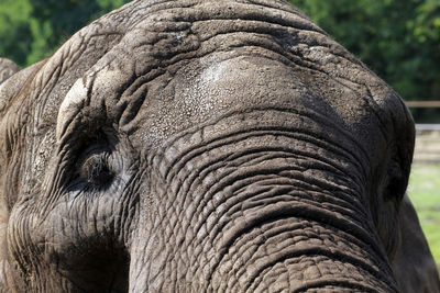 Close-up of elephant