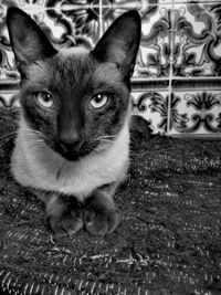 Close-up portrait of cat