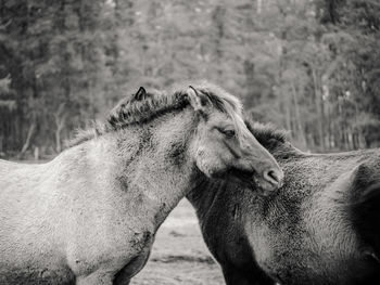 Close-up of a horse on field