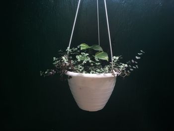 High angle view of potted plant against black background