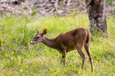 Close-up of deer on field