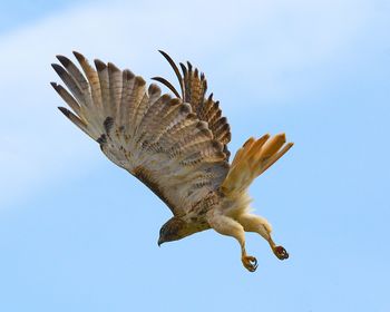Low angle view of red-tailed hawk  flying against blue sky