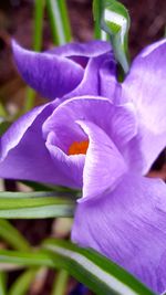Close-up of purple crocus blooming outdoors
