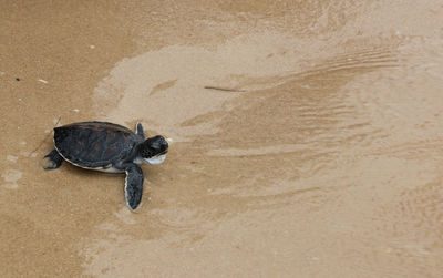 High angle view of a shell on beach