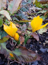 High angle view of yellow crocus plant