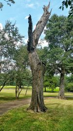 Trees growing on grassy field