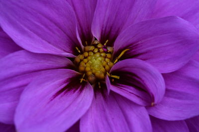 Close-up of pink flower