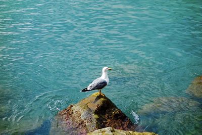 High angle view of bird perching on lake