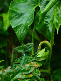 Close-up of lizard on leaf