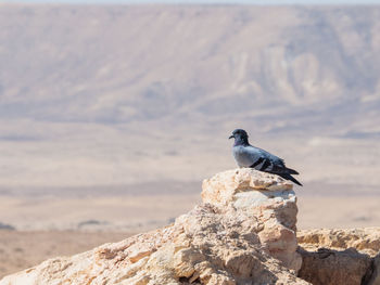 Close-up of bird perching on rock