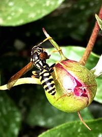 Close-up of insect on leaf