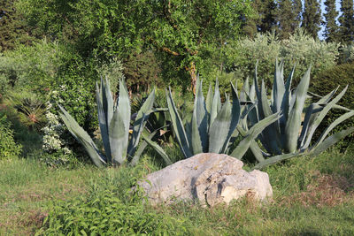 View of trees growing in field