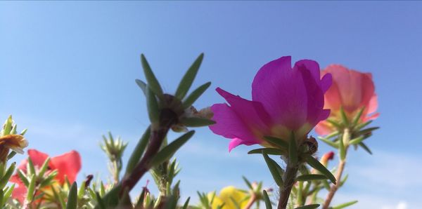 Close-up of pink flowering plants against sky