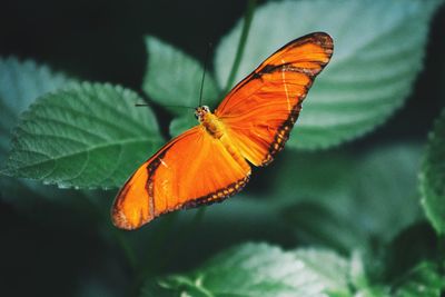 Close-up of butterfly on leaf