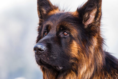 Close-up of dog looking away