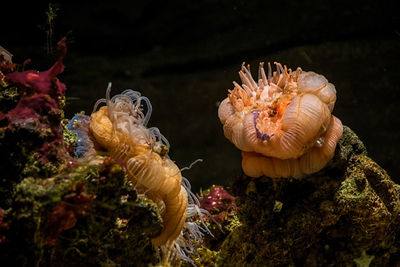 Close-up of jellyfish swimming in aquarium