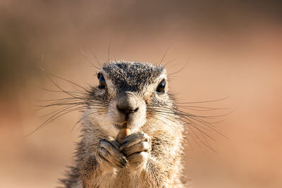 Peanut winner.