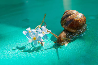 Close-up of snail on flower